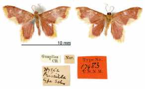 entomology.si.edu Hyria