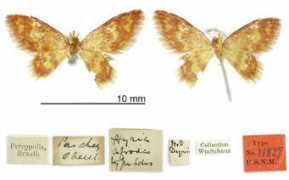entomology.si.edu Hyria