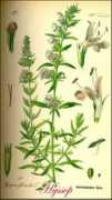 plantguide.org Hyssop