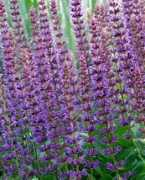 ukrspice.kiev.ua Hyssop