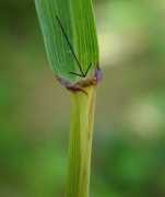 missouriplants.com Hystrix