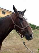 lnx.montaltomarche.it Ianez