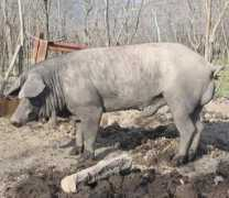 esp.agraria.org Ianniciello