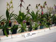 orchid.or.jp Ianta