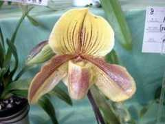 orchid.or.jp Ianta