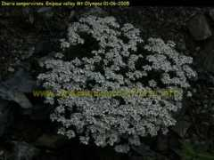 greekmountainflora.info Iberis