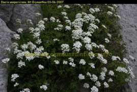 greekmountainflora.info Iberis