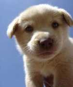 top-dogs-names.com Ibernia