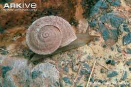 Iberus