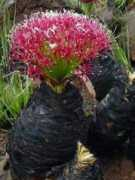 plantzafrica.com Ibhade