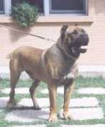 Icaro