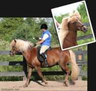 myhorse.ca Icelandic