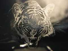 onenationunderagroove.net Icetiger