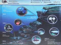 thediversnet.com Idabel