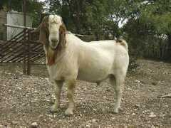 Ideko
