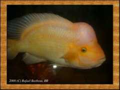 cichlids.com Idone
