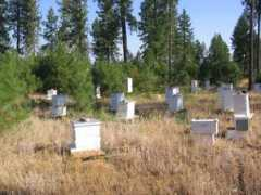 tateshoneyfarm.com Ieba