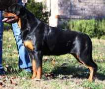genworksrottweilers.com Ieger