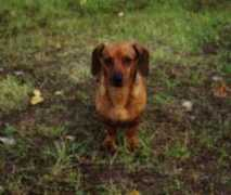Iener