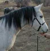 Ieshah