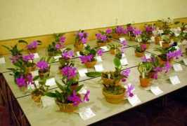 orchid.or.jp Ievents