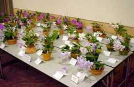 orchid.or.jp Ievents