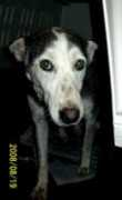 adoptamascota.com Ifanny