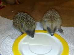 Igel