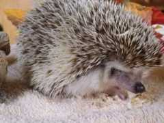 tiffanyhedgies.de.tl Igelchen