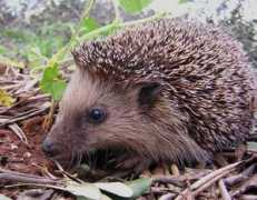 tierschutz.wikia.com Igelchen