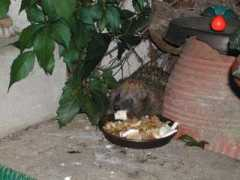 ibiza-hunde.de Igele