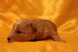 lakelandterrier.lt Iglis