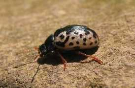 bugguide.net Ignota