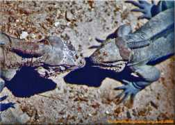 naturephotography.org.ua Iguanas