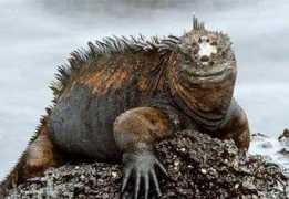 italianiafiji.it Iguane