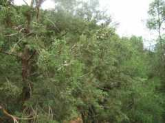 pinetum.org Iguenane