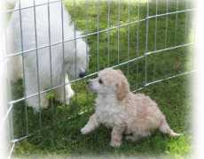 elpiankos.com Ijaola