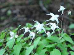 botanic.jp Ikaris