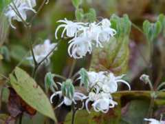 botanic.jp Ikaris