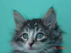 bosqueartemisa.com Ilitia