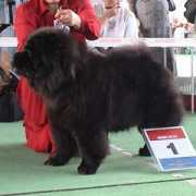 chowchow.ru Ilmaras