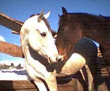 stallallegra.ch Ilser