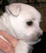 Ilushka