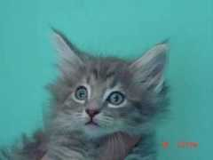 bosqueartemisa.com Ilysia