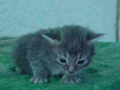 bosqueartemisa.com Ilysia