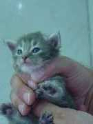 bosqueartemisa.com Ilysia