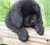newfoundlanddog.ca Imajan