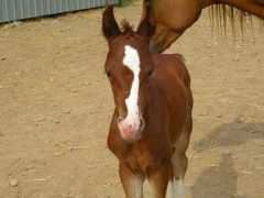 myfineequine.com Imarah