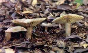 blog.mycology.cornell.edu Imazeki