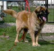 clubcanin-pam.com Imilie
